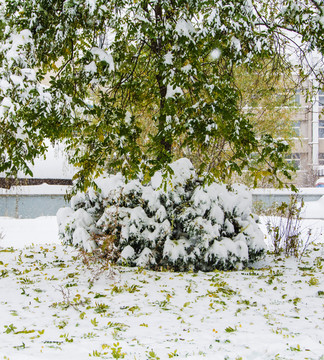 盖着雪的山形树丛与树枝雪地
