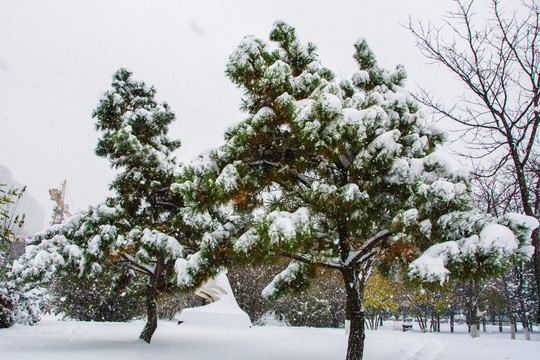 两棵挂着雪的松树与雪地