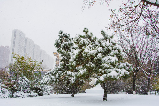 两棵挂着雪的松树与雪地建筑