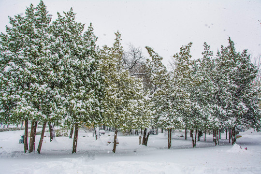 一片挂着雪的松树与雪地