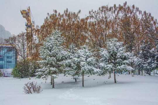 几棵挂着雪的松树与树木雪地