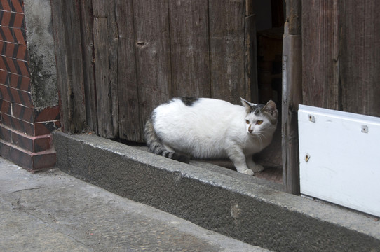 门口的小猫