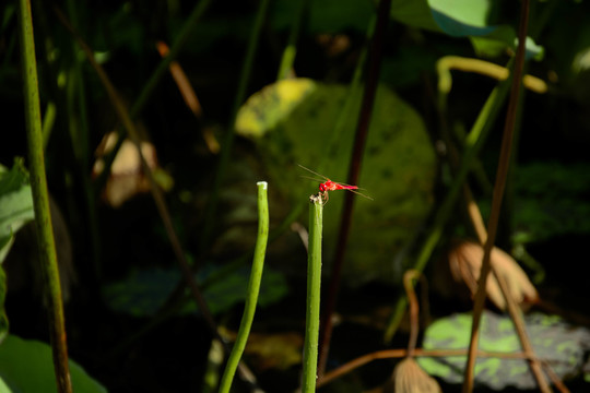 红蜻蜓