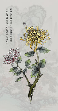 菊花