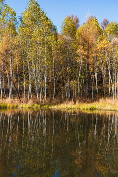 水边秋色树林