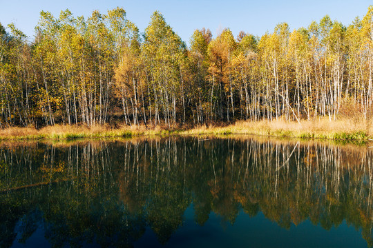秋季水边树林湖边倒影