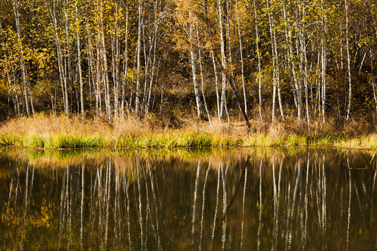 水边秋色白桦林