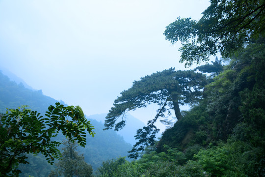 泰山迎客松