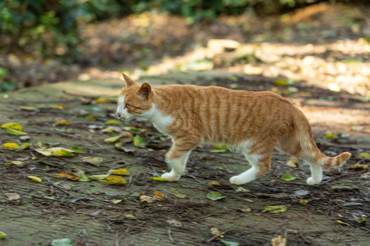 可爱猫咪