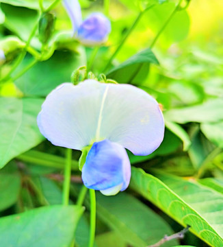 豇豆花