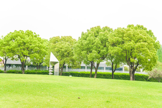 绿叶绿树林