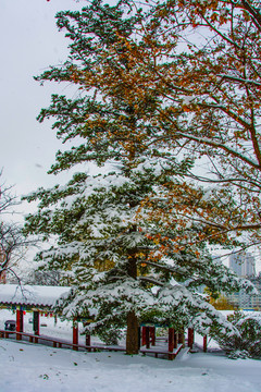 松树树枝雪挂长廓与雪地