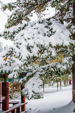 松树树枝雪挂雪地长廓