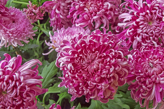 洋红菊花