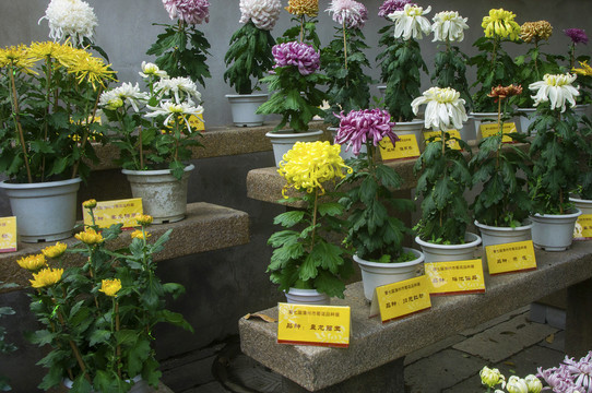 各种各样的菊花品种