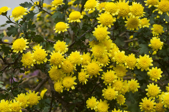 黄色小菊花丛