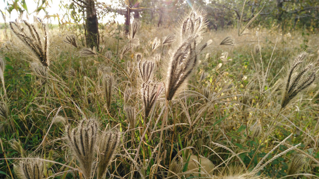 田野杂草