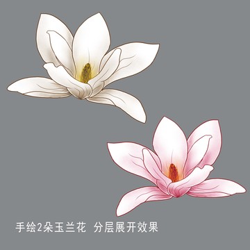 玉兰花