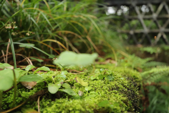 苔藓