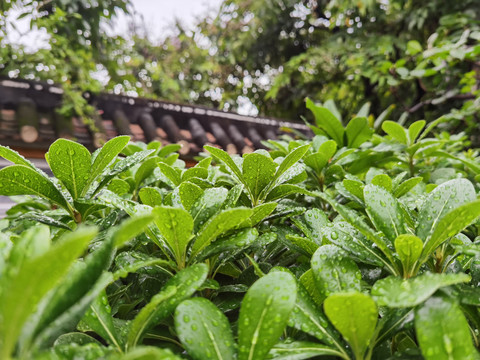 春雨