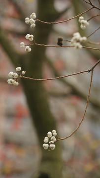 木棉花