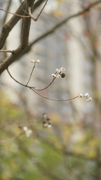 木棉花