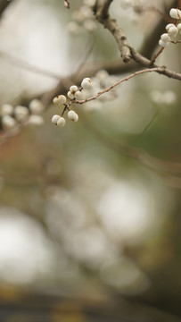 木棉花