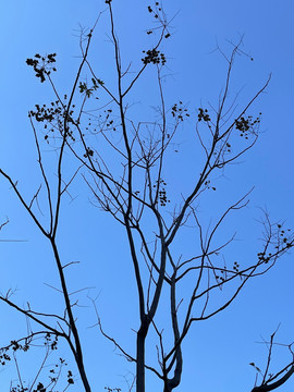蓝色天空下的枯枝