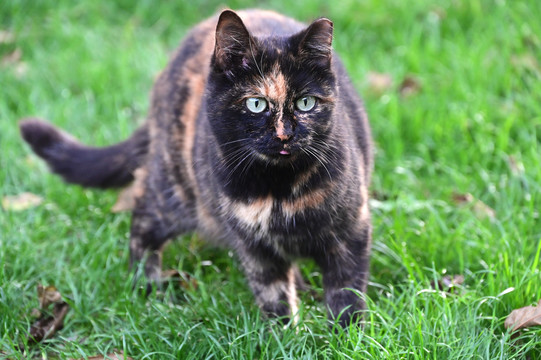 草地上俯身的深色猫咪