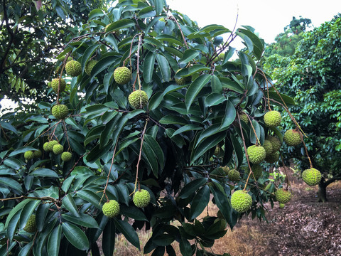 桂味荔枝树