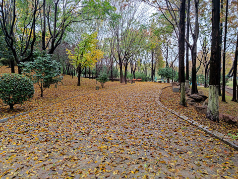 公园秋天