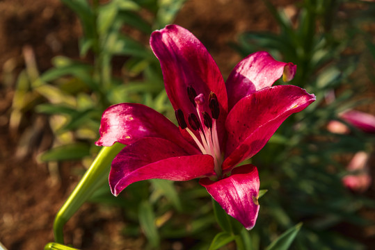 百合花特写