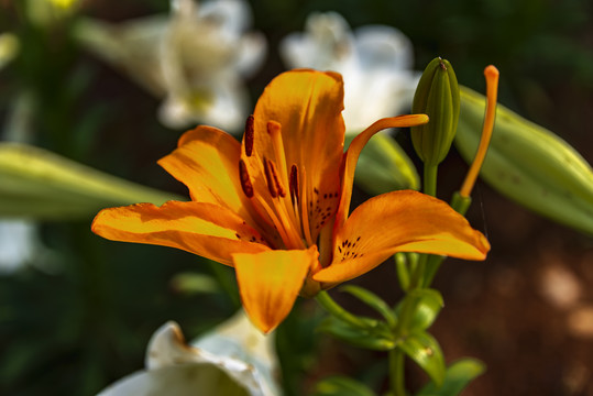 百合花特写