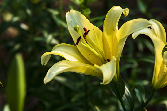 百合花特写