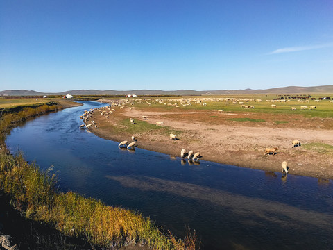 秋季河流草原羊群喝水蒙古包