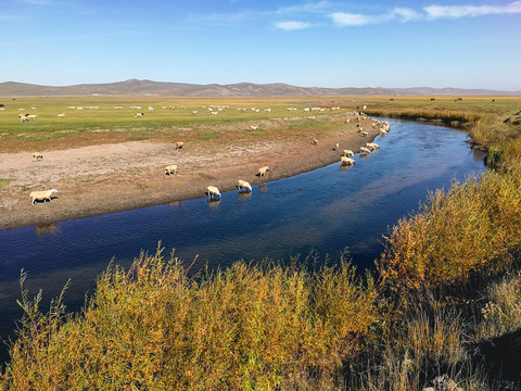 秋季草原河流羊群喝水