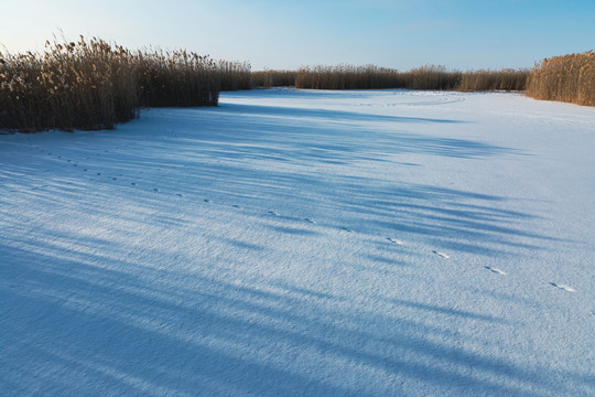 冰雪芦苇荡