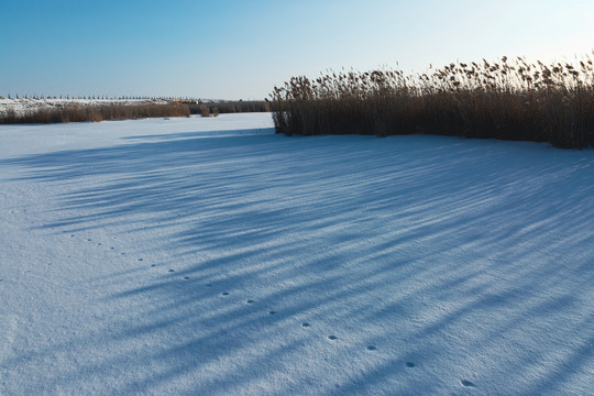 雪地光影芦苇