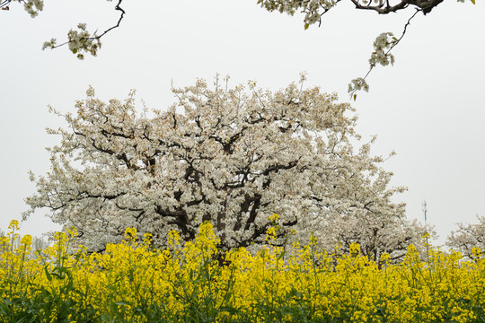 梨花与油菜花田