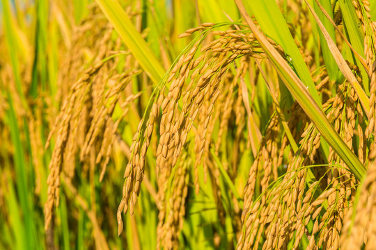 水稻田稻穗