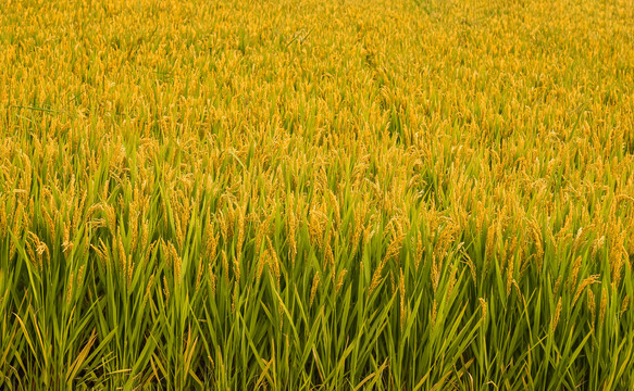 丰收水稻