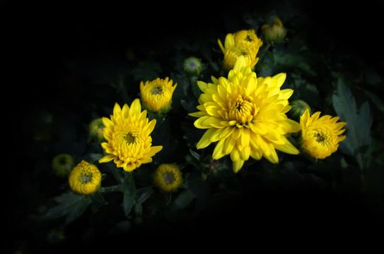黄色千头菊