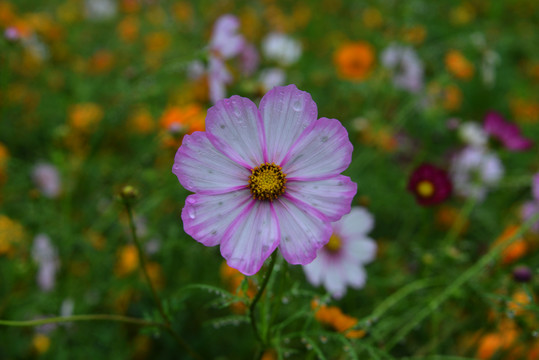 秋英花