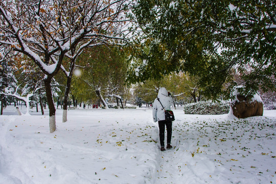 公园树木雪挂树下雪地人物