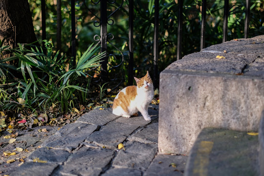 公园流浪猫