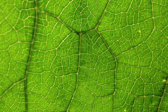 植物叶子