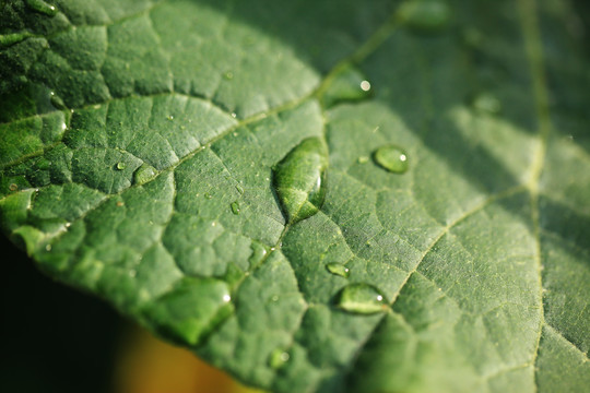 植物叶子