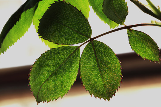 植物叶子