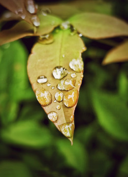 树叶上的雨滴