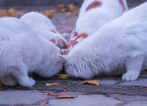 一群猫吃食